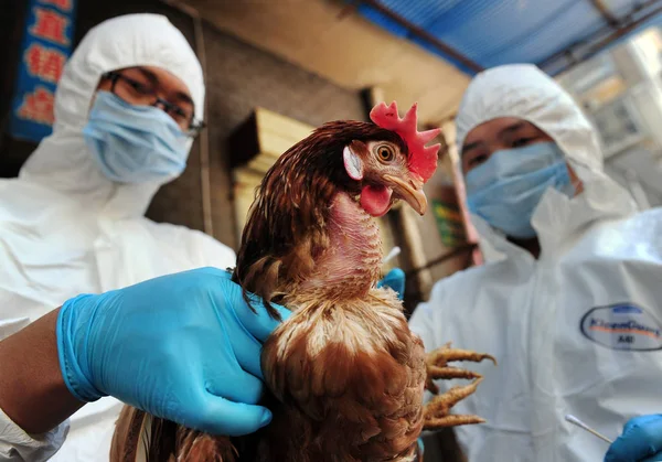 Chinese Arbeiders Uit Het Lokale Dier Epidemie Preventie Controlecentrum Gekleed — Stockfoto