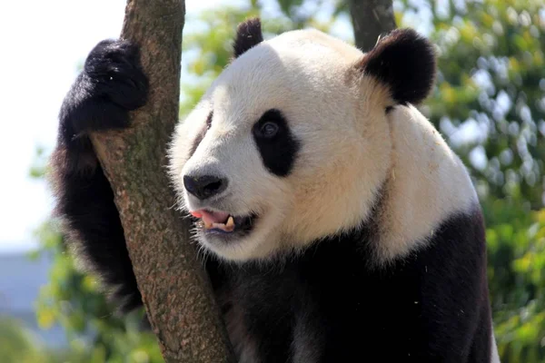 2013年4月12日 一只大熊猫在中国东部安徽省黄山市黄山动物园休息 — 图库照片