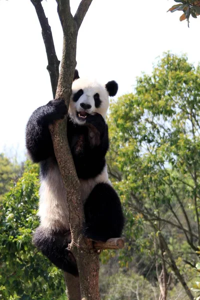 2013年4月12日 在中国安徽省黄山市黄山动物园 一只大熊猫爬上一棵树 — 图库照片
