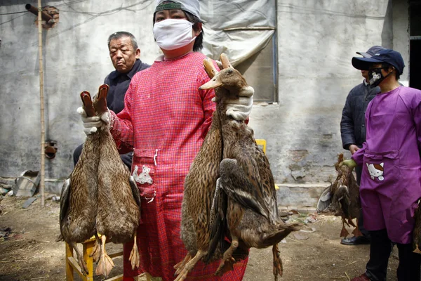 Los Agricultores Chinos Sacan Patos Ponedores Huevos Una Granja Patos — Foto de Stock