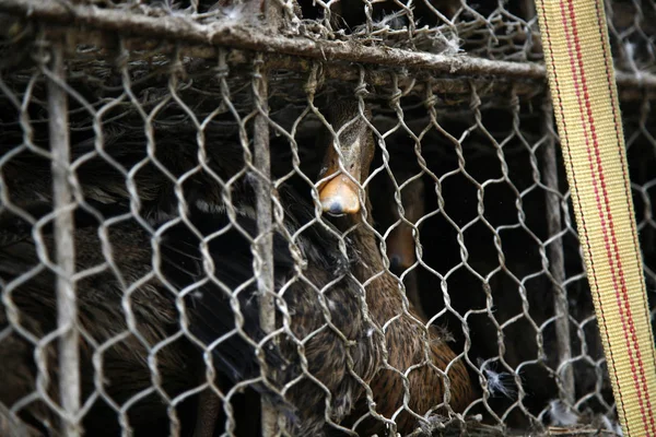 Egg Laying Ducks Caged Duck Farm Being Sold Poultry Wholesalers — Stock Photo, Image