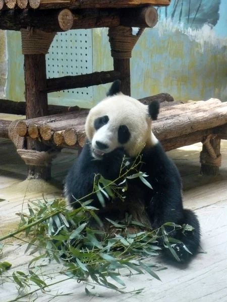 2013年5月5日 大熊猫丁在中国东部山东省济南市动物园吃竹子 图库图片