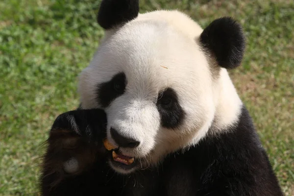 File Giant Panda Hua Come Bolo Lua Zoológico Nanshan Cidade — Fotografia de Stock