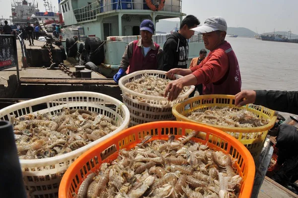 Čínští Dělníci Vyložení Garnátů Rybářské Lodi Přístavu Zhoushan City Východní — Stock fotografie