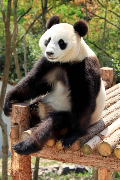 Panda Géant Repose Sur Pont Zoo Huangshan Dans Ville Huangshan — Photo