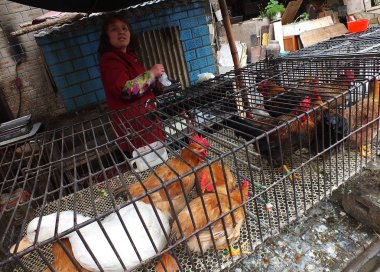 A Chinese fowl vendor stands next to her chickens caged at a nearly empty poultry market in Yichang city, central Chinas Hubei province, 9 April 2013 clipart