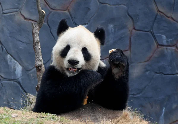 Giant Panda Eats Bamboo Panda Theme Park Huangshan City East — Stock Fotó