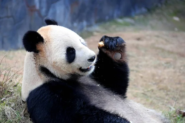 Giant Panda Eats Panda Theme Park Huangshan City East China — 图库照片