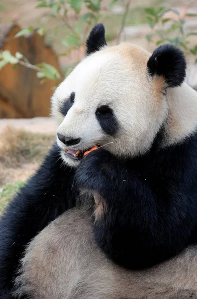 Panda Géant Mange Dans Parc Thème Panda Dans Ville Huangshan — Photo