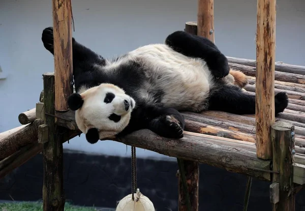 Giant Panda Lies Wooden Stand Sunshine Panda Theme Park Huangshan — Stock Fotó