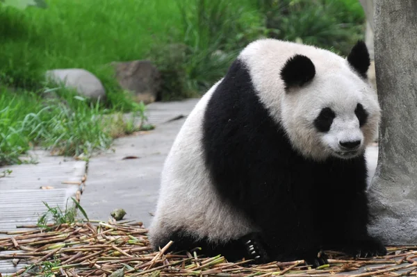 Obří Panda Odpočívá Jídle Zoo Dujiangyan Jihozápadní Provincie Sichuan Čína — Stock fotografie