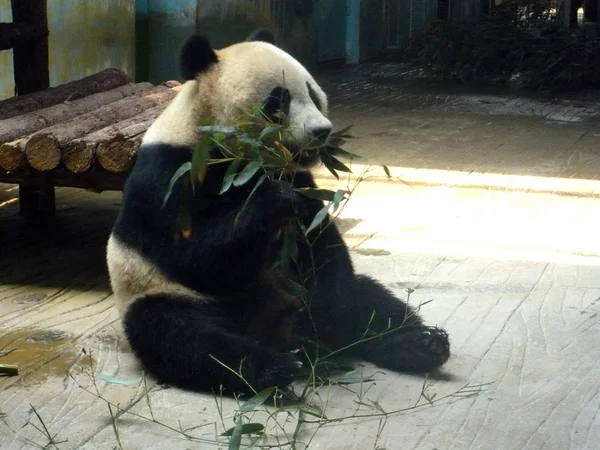 Panda Gigante Ding Ding Come Bambus Zoológico Cidade Jinan Leste — Fotografia de Stock