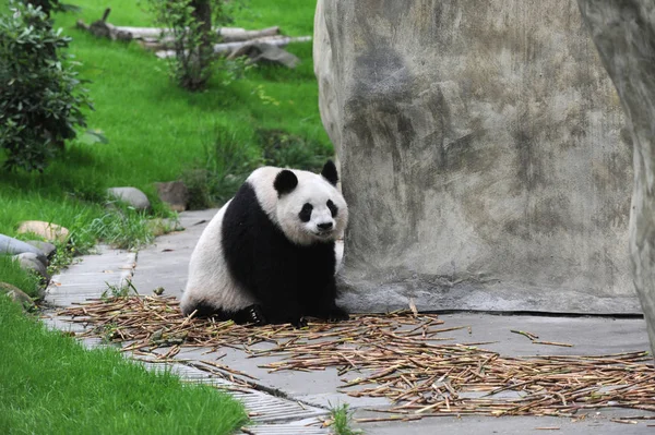 2013年5月9日 一只大熊猫在中国四川省西南部都江堰的一家动物园用餐后休息 — 图库照片