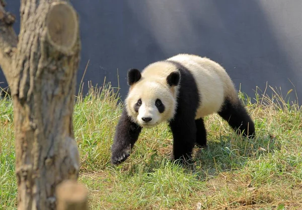 2012年9月30日 在中国江苏省南京市红山林动物园的圈内 大熊猫赵阳散步 — 图库照片