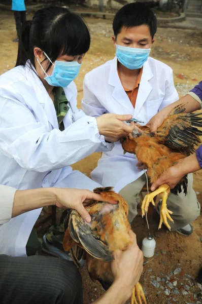 Kinesiska Tekniker För Den Lokala Animal Epidemiska Sjukdomsförebyggande Och Kontrollcenter — Stockfoto