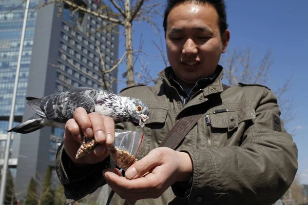 Ένας Κινέζος Κάτοικος Ταΐζει Ένα Περιστέρι Στο Πεκίνο Κίνα Απριλίου — Φωτογραφία Αρχείου