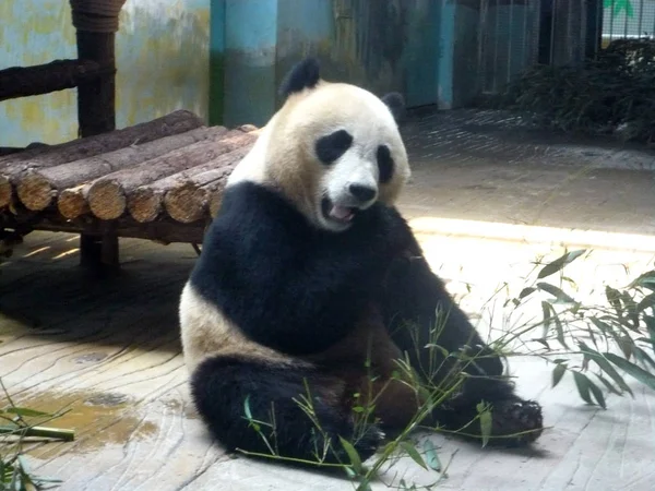 Panda Gigante Ding Ding Come Bambúes Zoológico Ciudad Jinan Provincia — Foto de Stock