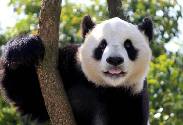 Γιγαντιαίο Panda Στηρίζεται Ένα Δέντρο Στο Ζωολογικό Κήπο Του Huangshan — Φωτογραφία Αρχείου