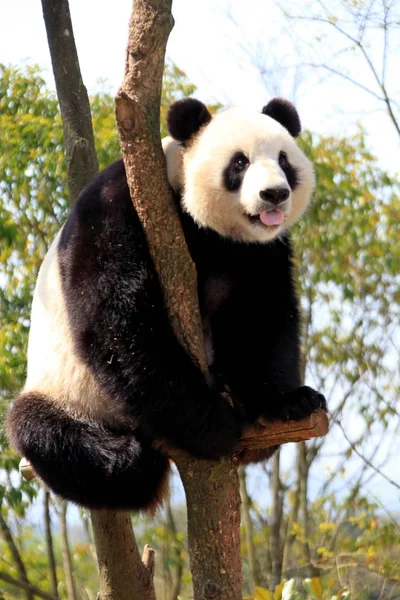 Panda Géant Repose Sur Arbre Zoo Huangshan Dans Ville Huangshan — Photo