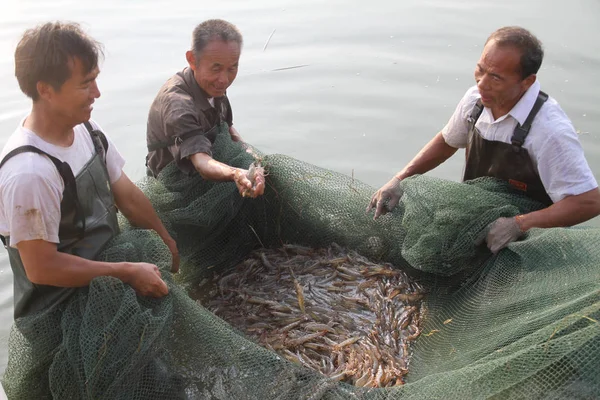 Agricultores Chineses Colhem Camarão Uma Lagoa Aldeia Huangjia Cidade Qiaozhuang — Fotografia de Stock