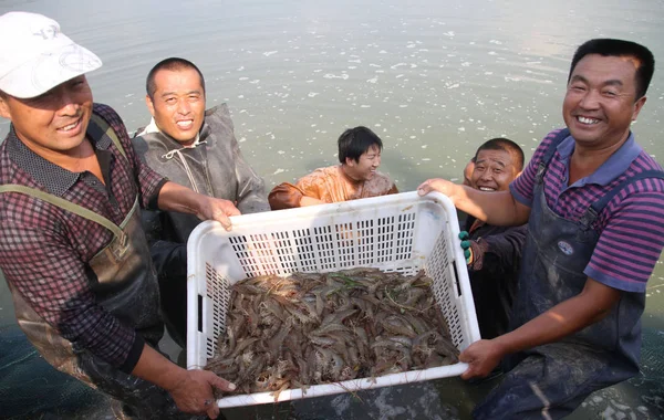 Agricultores Chineses Exibem Uma Colheita Camarão Uma Lagoa Aldeia Huangjia — Fotografia de Stock