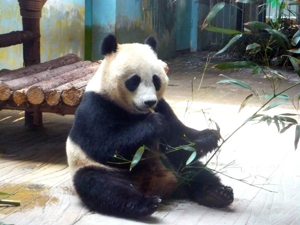 Óriás Panda Ding Ding Eszik Bambuszok Állatkertben Jinan City Keleti — Stock Fotó