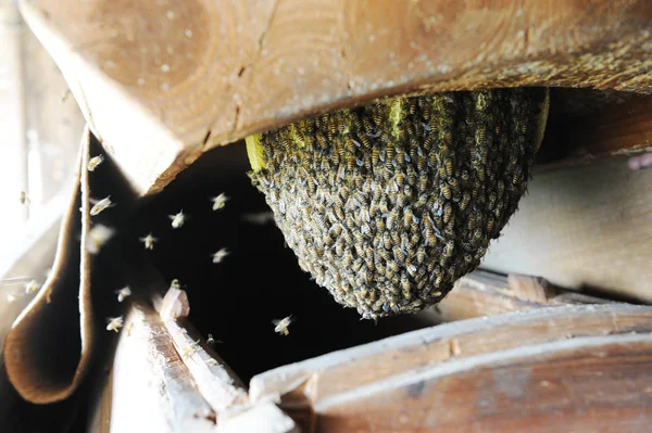 Ein Bienenschwarm Sarg Der Die Letzte Ruhestätte Für Die Mutter — Stockfoto