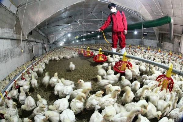 Een Chinese Arbeider Die Een Gezichtsmasker Draagt Desinfecteert Kippen Tegen — Stockfoto