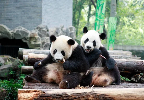 Jättepandor Shu Yun Och Lin Äter Bambuskott Ett Födelsedagsfirande Hangzhou — Stockfoto