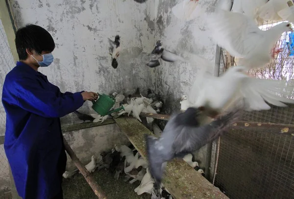 Китайский Рабочий Дезинфицирует Голубиный Кот Лесном Зоопарке Нанкин Провинция Цзянсу — стоковое фото