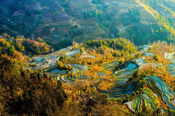 Paisagem Dos Campos Arroz Socalcos Dos Terraços Arroz Honghe Hani — Fotografia de Stock