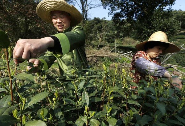 Chinesische Bauern Pflücken Longjing Drachenbrunnen Teeblätter Auf Einer Teeplantage Dorf — Stockfoto