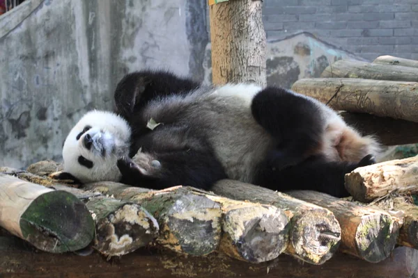 2013 東中国浙江省杭州の動物園で太陽の光の下に丸太の上で眠るジャイアント パンダ — ストック写真