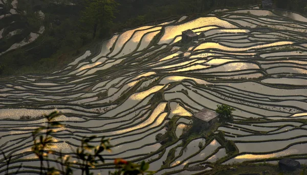 Cette Photo Montre Beau Paysage Des Terrasses Riz Hani Dans — Photo