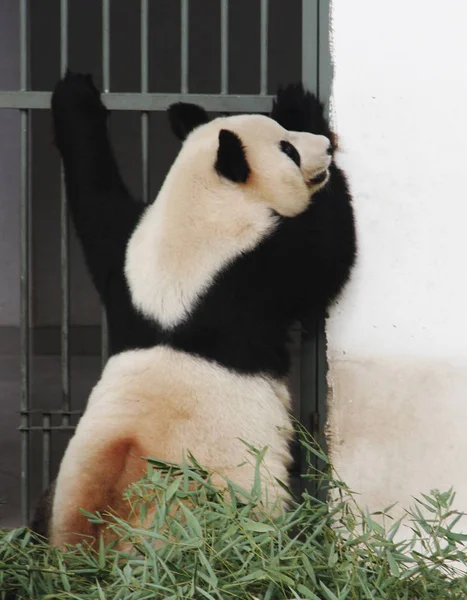 Obří Panda Hraje Taihu Lake Mokřadní Park Městě Suzhou Východní — Stock fotografie