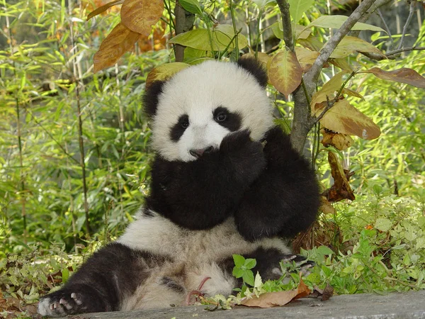 Egy Baba Óriás Panda Kína Védelmi Kutatóközpont Játékosa Óriás Panda — Stock Fotó