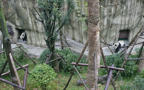 Панды Играют Научно Исследовательской Базе Разведения Гигантских Панд Городе Чэнду — стоковое фото