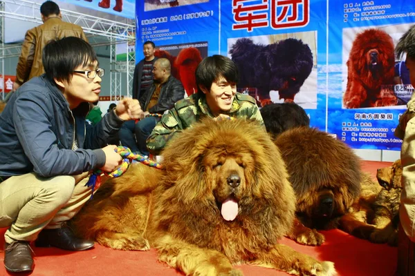File Mastiff Tibétain Repose Sur Stand Lors Une Exposition Urumqi — Photo