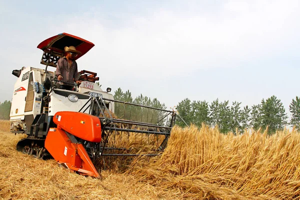 Agricultor Chino Conduce Una Cosechadora Para Cosechar Trigo Campo Aldea —  Fotos de Stock