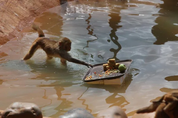 Μια Μαϊμού Φτάνει Για Χορτονομές Σχήμα Τούρτας Στο Πάρκο Άγριας — Φωτογραφία Αρχείου