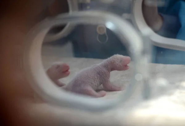 Par Gemelos Panda Gigantes Recién Nacidos Son Vistos Una Incubadora —  Fotos de Stock