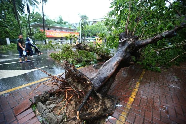 Pedestres Passam Por Uma Árvore Quebrada Pelo Vento Forte Causado — Fotografia de Stock