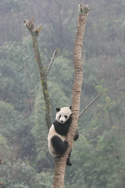 Panda Sobe Uma Árvore Base Pesquisa Chengdu Criação Panda Gigante — Fotografia de Stock