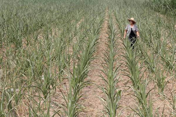 Agricultor Chinês Verifica Crescimento Das Culturas Seu Campo Milho Quase — Fotografia de Stock