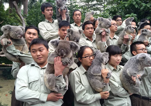 Nemzedék Ból Koalas Tartott Mellett Kínai Tenyésztő Találkozik Turista Nél — Stock Fotó