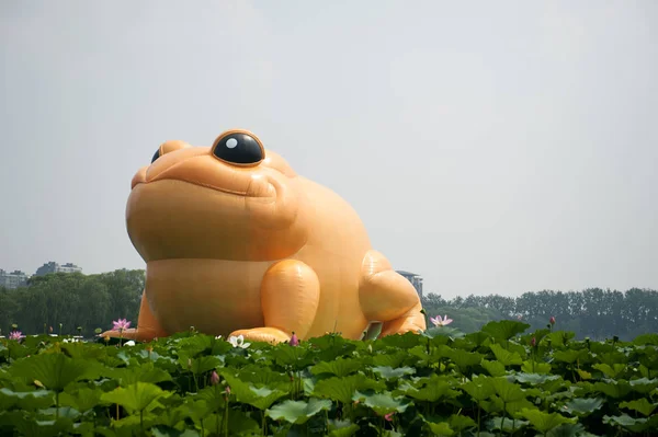 2014年7月19日 中国北京玉渊潭公园展出了一只22米高的金色织物青蛙 — 图库照片