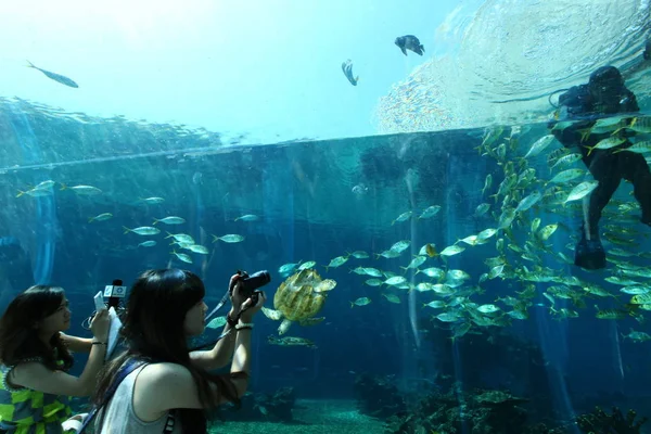 Chinese Customers Take Photos Diver Swimming Marine Life China First — Stock Photo, Image