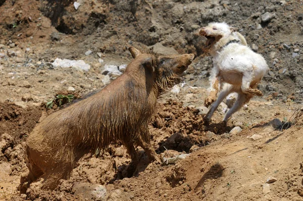 Bir Xiasi Köpek Değil Bir Yaban Domuzu Bir Köpek Boar — Stok fotoğraf