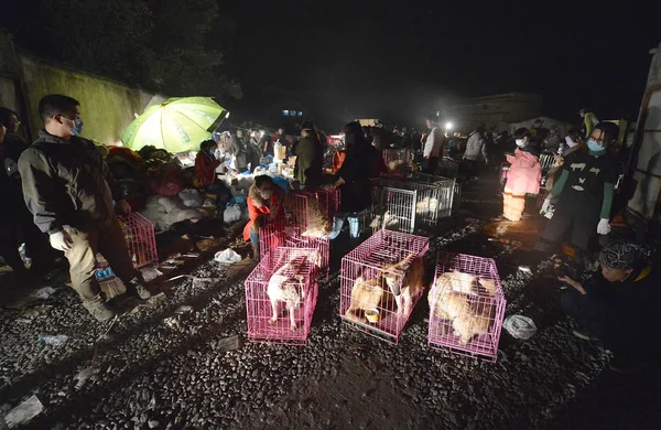 Activistas Voluntarios Chinos Protección Animal Encargan Los Perros Rescatados Asentamiento — Foto de Stock