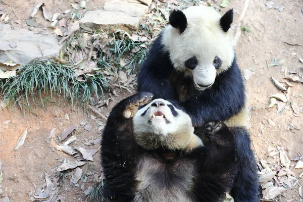 Riesenpanda Zwillinge Chengda Und Chengxiao Spielen Zoo Von Hangzhou Der — Stockfoto